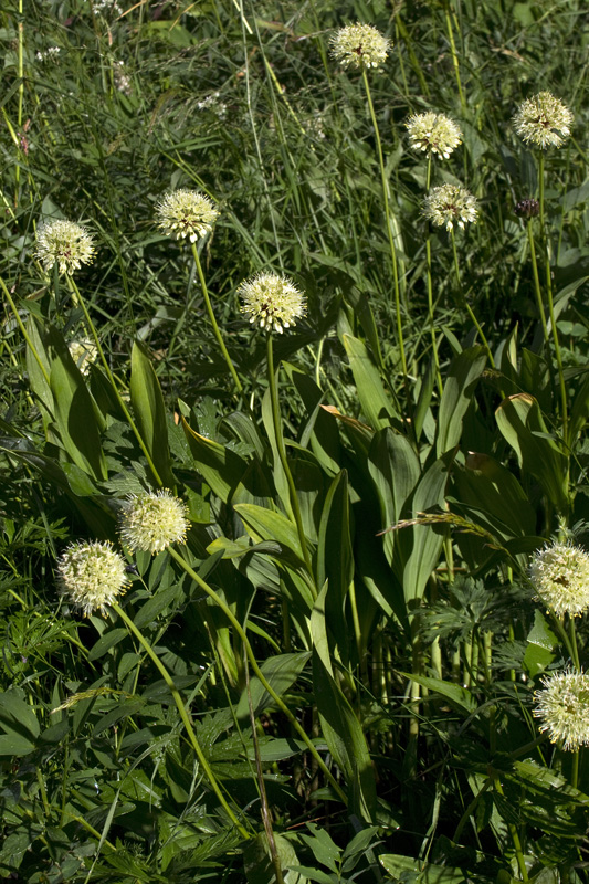 Allium ochroleucum - Magredi